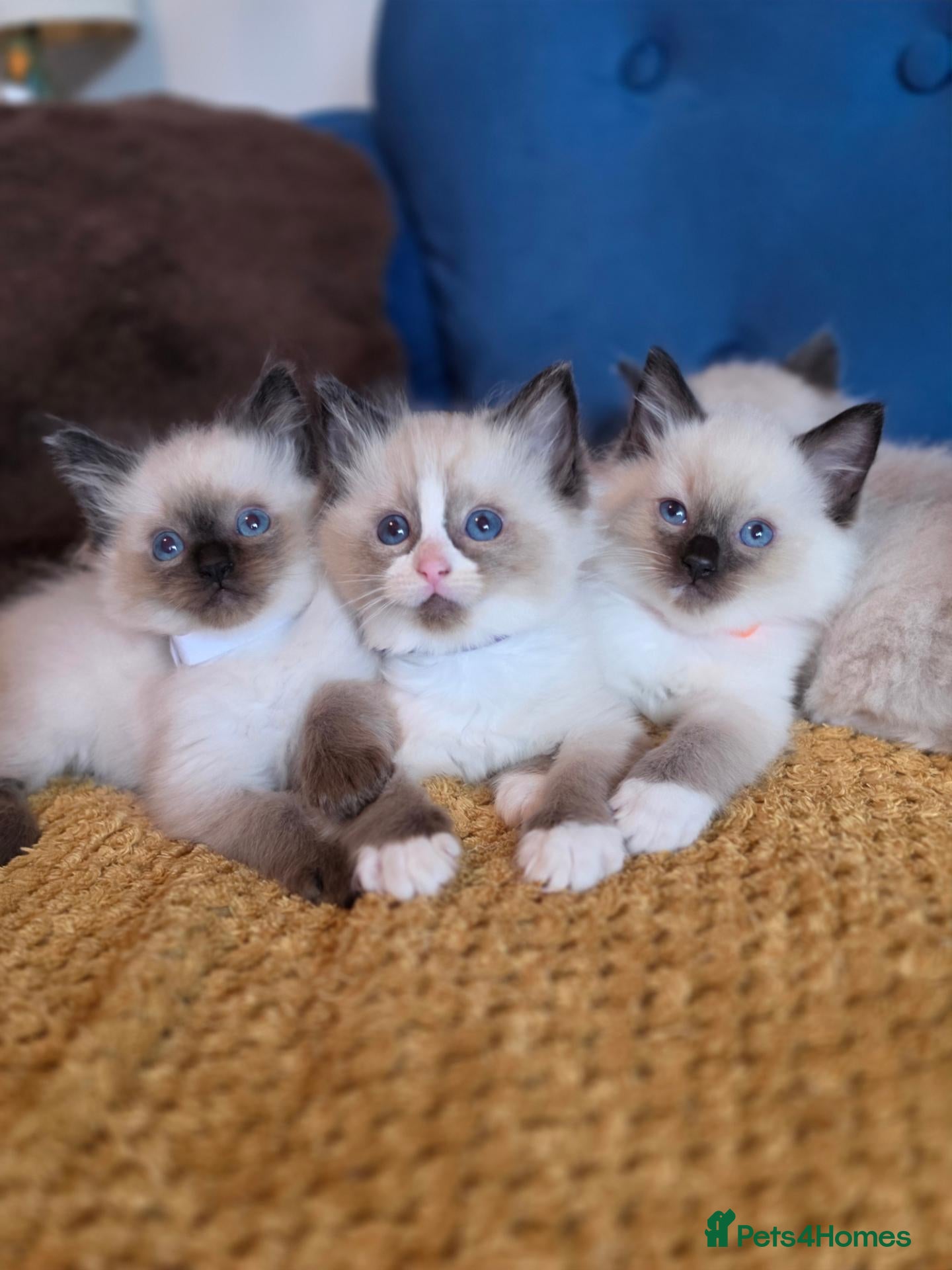 Ragdoll cats Registered Ragdoll Kittens  - Advert 1