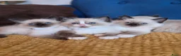 Ragdoll cats for sale: Registered Ragdoll Kittens  - Advert 2