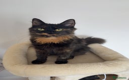 Mixed Breed cats for sale: Cat for sale - Image 1