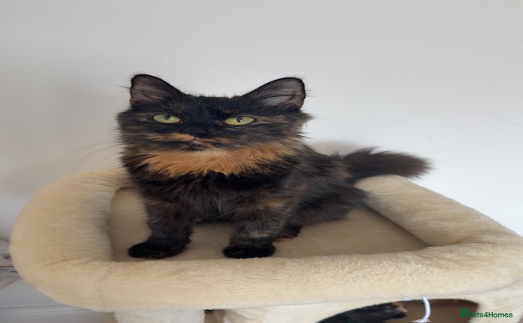 Mixed Breed cats - Advert 7