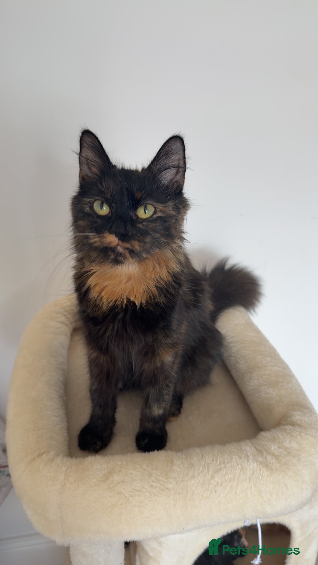 Mixed Breed cats for sale: Cat for sale - Image 1