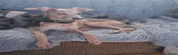 Italian Greyhound dogs for sale: 3/4 Italian greyhound 1/4 whippet - Advert 4