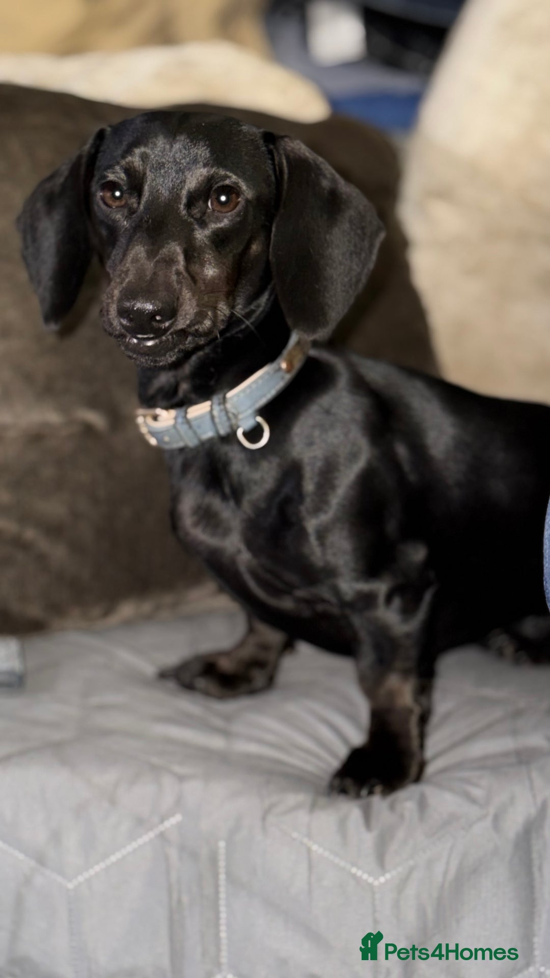 Miniature Dachshund dogs for sale: Rare colour KC registered mini dachshund puppies  - Advert 19