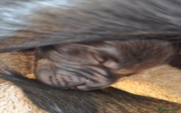 Labrador Retriever dogs for sale: KC Registered 9 Black & 1 Yellow Labrador Puppies - Image 14