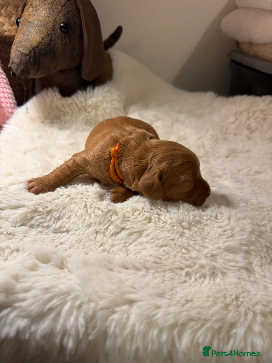 Cocker Spaniel dogs for sale: Beautiful Cocker Spaniel Puppies_Girls & One Boy - Advert 2