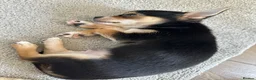 Chihuahua dogs for sale: Reduced 1boy 🐾 Beautiful Chihuahua Boys Available - Advert 3