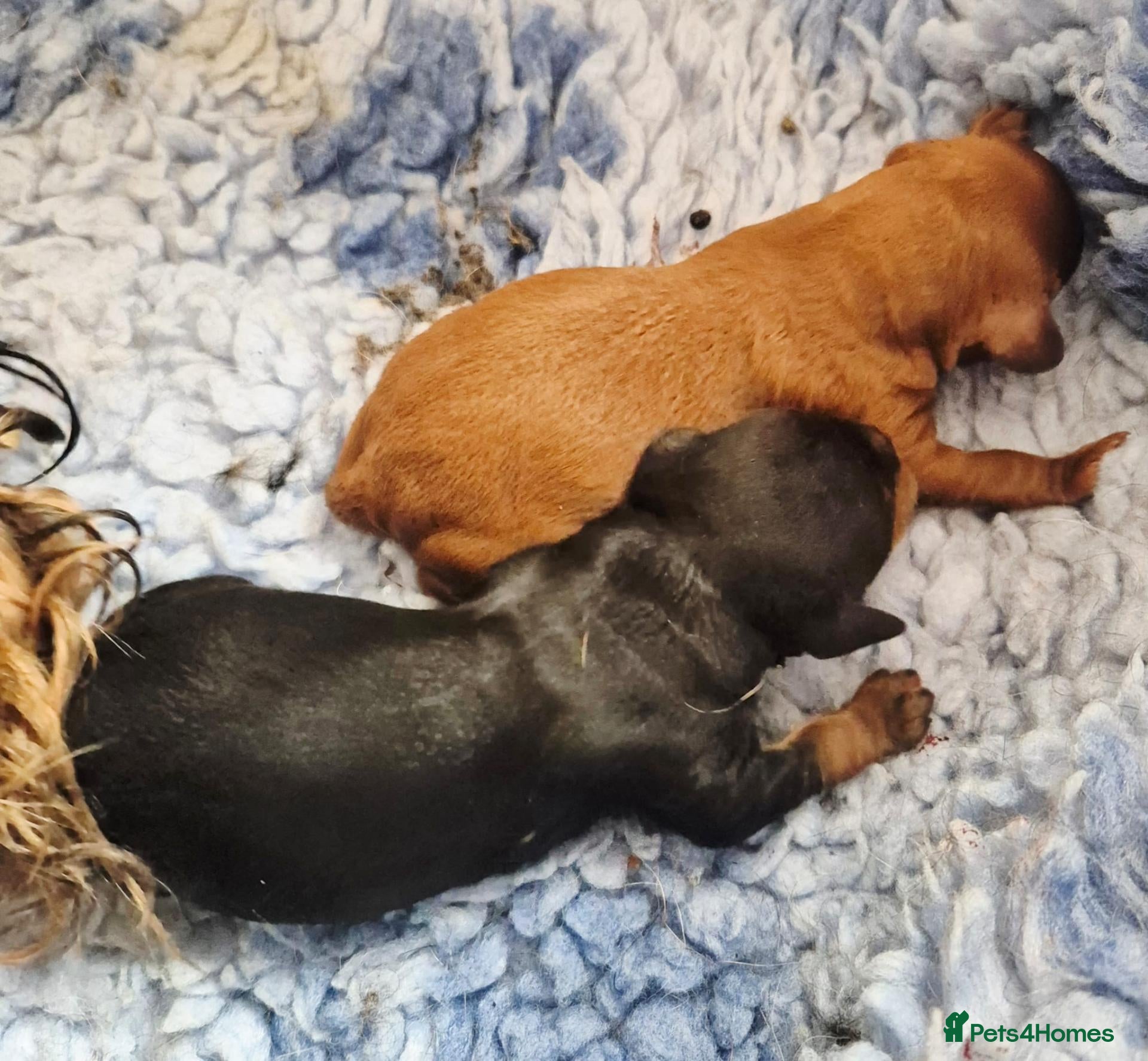 Cavapoo dogs Top quality Cavapoo pups from proven parents. - Advert 2
