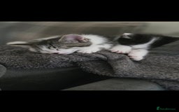 Mixed Breed cats for sale: 2 beautiful female kitten  - Image 2