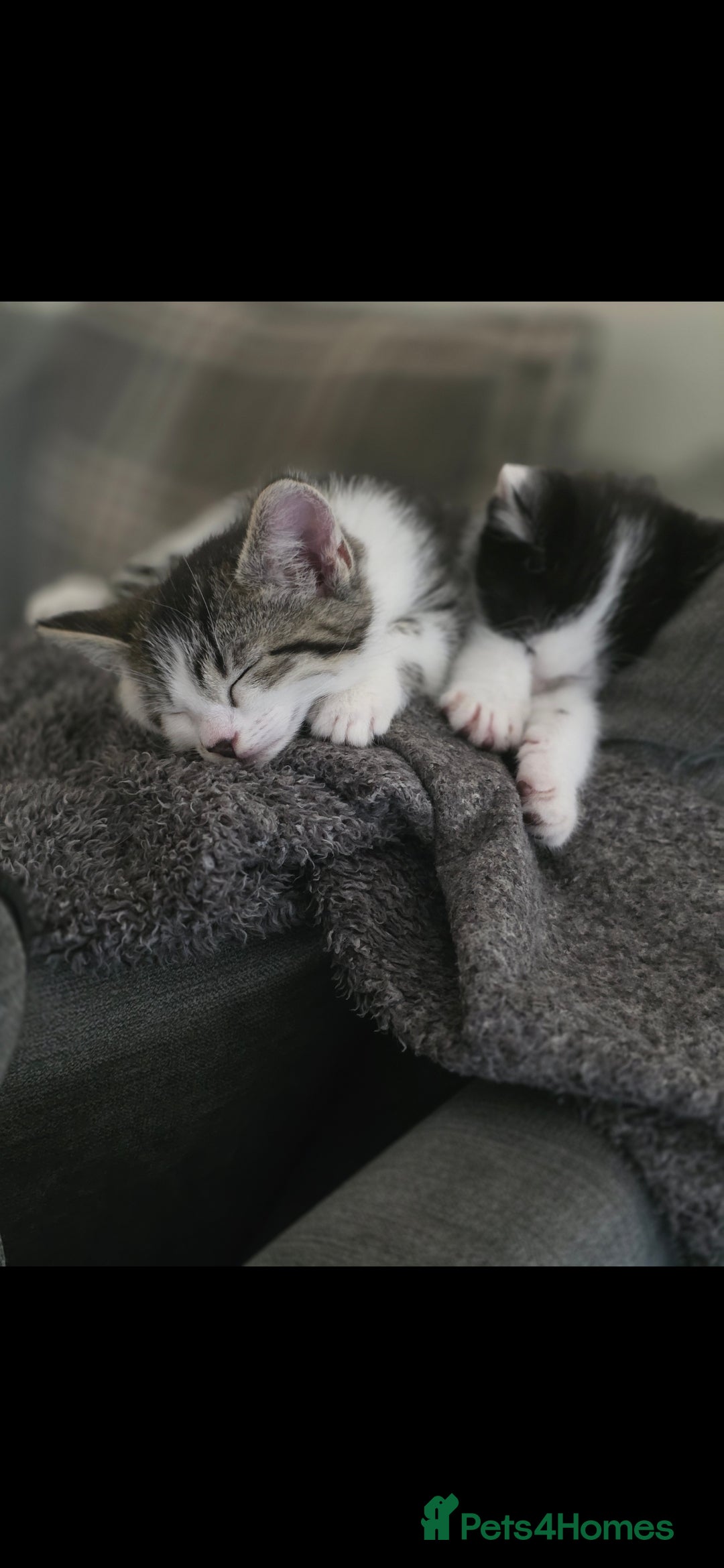 Mixed Breed cats for sale: 2 beautiful female kitten  - Image 2