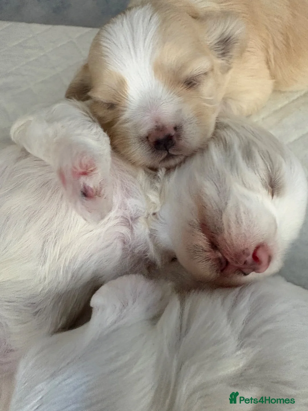 Maltipoo dogs for sale: Here we have a stunning littler of maltipoo pups  in Chipping Norton - Advert 12