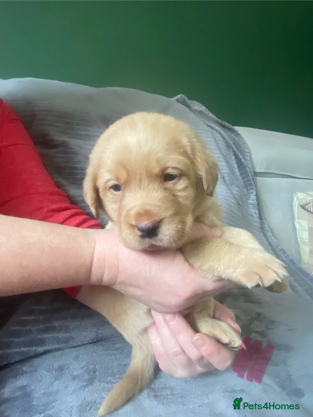 Labrador Retriever dogs for sale: * SOLD * Stunning litter of 9 golden labradors  - Advert 25