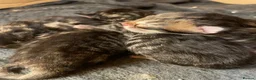 Maine Coon cats for sale: Tufty ears and big paws  - Advert 18