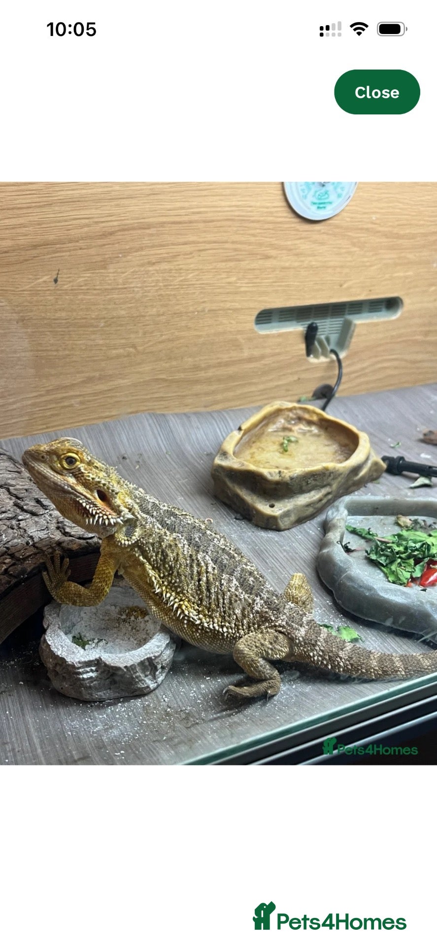 Bearded Dragon reptiles Bearded dragon male - Advert 7