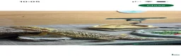 Bearded Dragon reptiles for sale: Bearded dragon male in Colchester - Advert 1