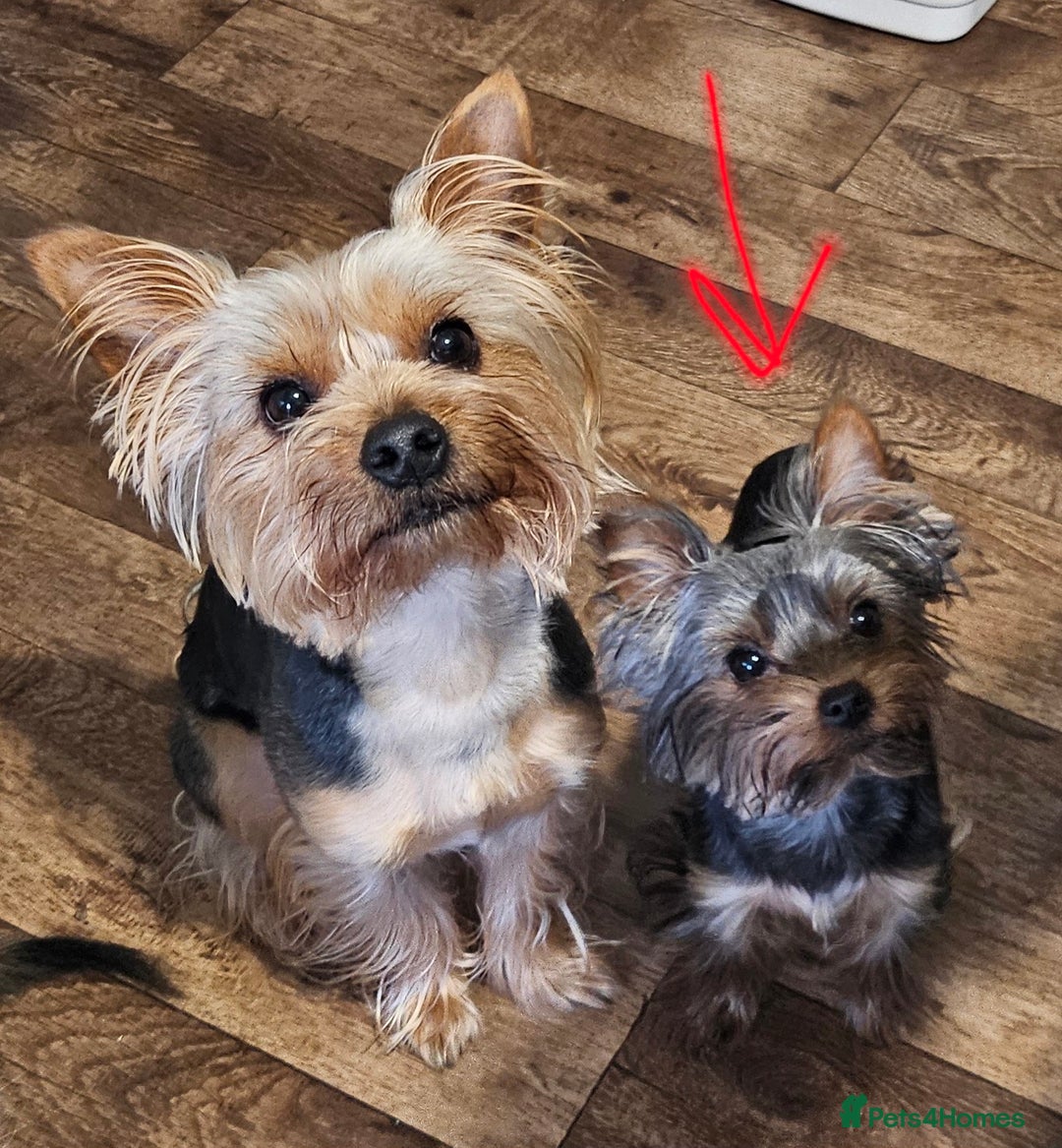 Yorkshire Terrier dogs for sale: Little boss - Advert 3