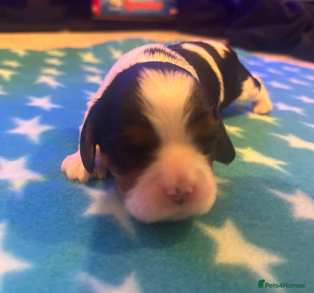 Cavalier King Charles Spaniel dogs for sale: Cavalier Pups – 0.10% COI, Health Tested, KC Reg - Image 9