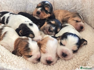 Cocker Spaniel dogs - Advert 2