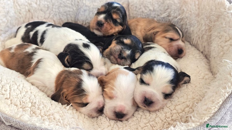 Cocker Spaniel dogs - Advert 4