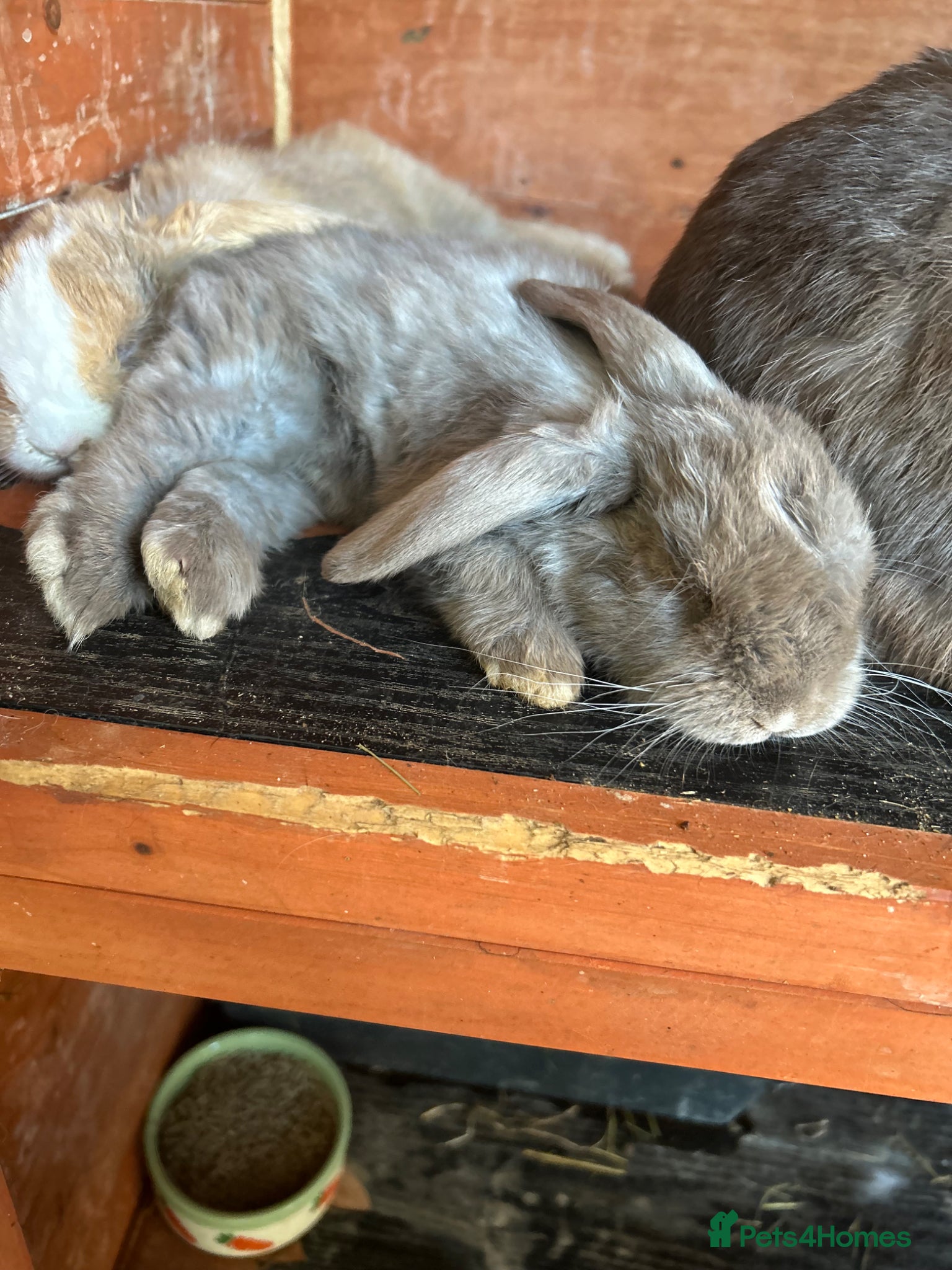 Mini Lop rabbits Mini Lop Babies - Advert 8