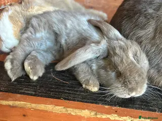 Mini Lop rabbits Mini Lop Babies - Advert 8