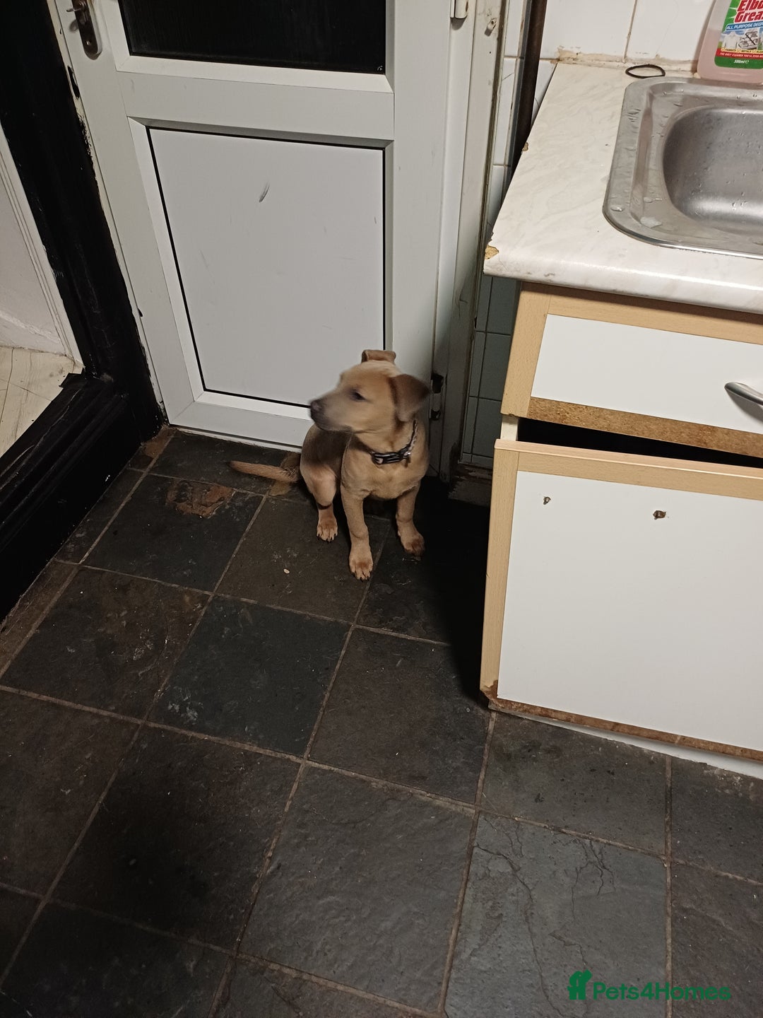 Mixed Breed dogs for sale: Karma - Advert 11