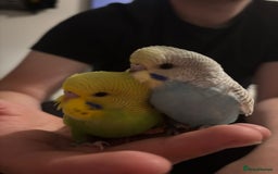 Budgerigars birds for sale: Hand reared tame baby budgies - Image 3