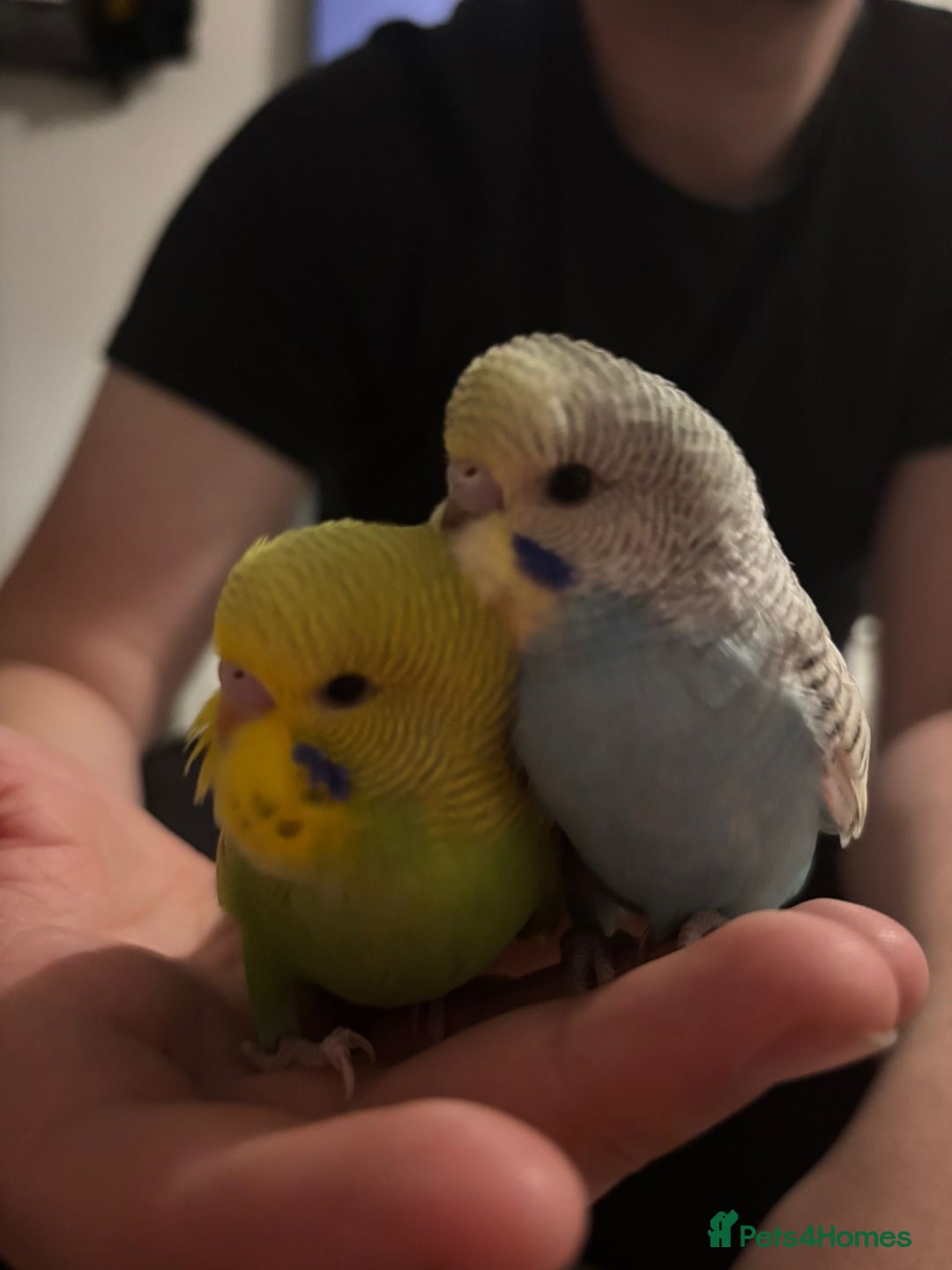 Budgerigars birds for sale: Hand reared tame baby budgies - Image 3