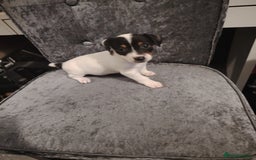 Jack Russell dogs for sale: Jack Russell pups  - Image 1