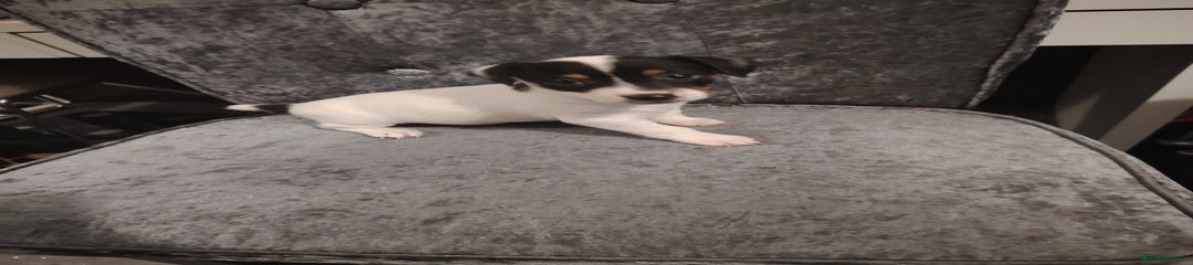 Jack Russell Puppy 1