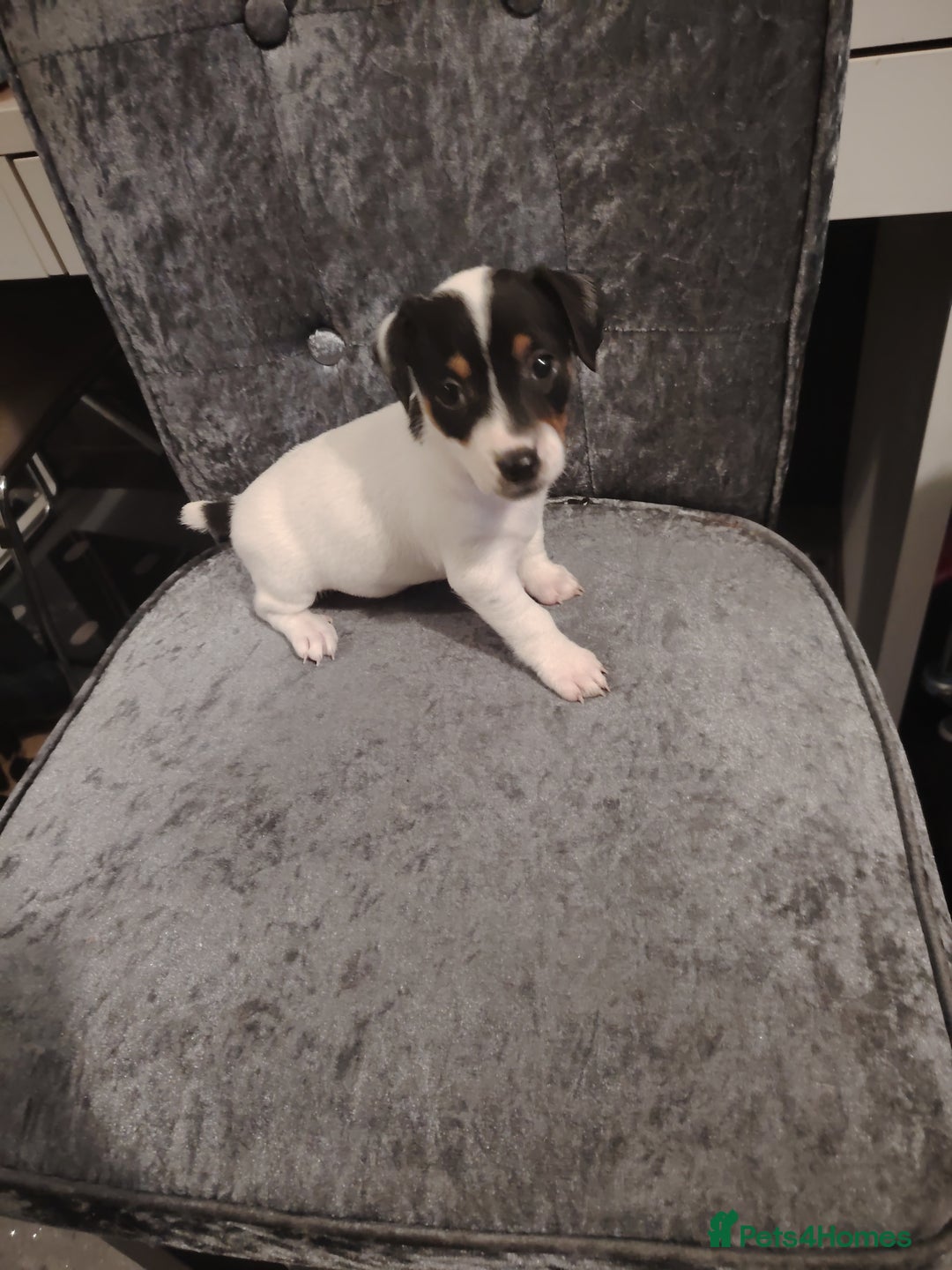 Jack Russell dogs for sale: Jack Russell pups  - Image 1