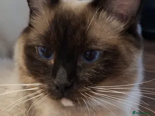 Ragdoll cats Active one year old Queen - Aga - Advert 6