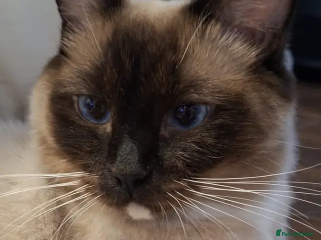 Ragdoll cats 😻ACTIVE 1yo QUEEN - GCCF for sale😻 - Advert 8