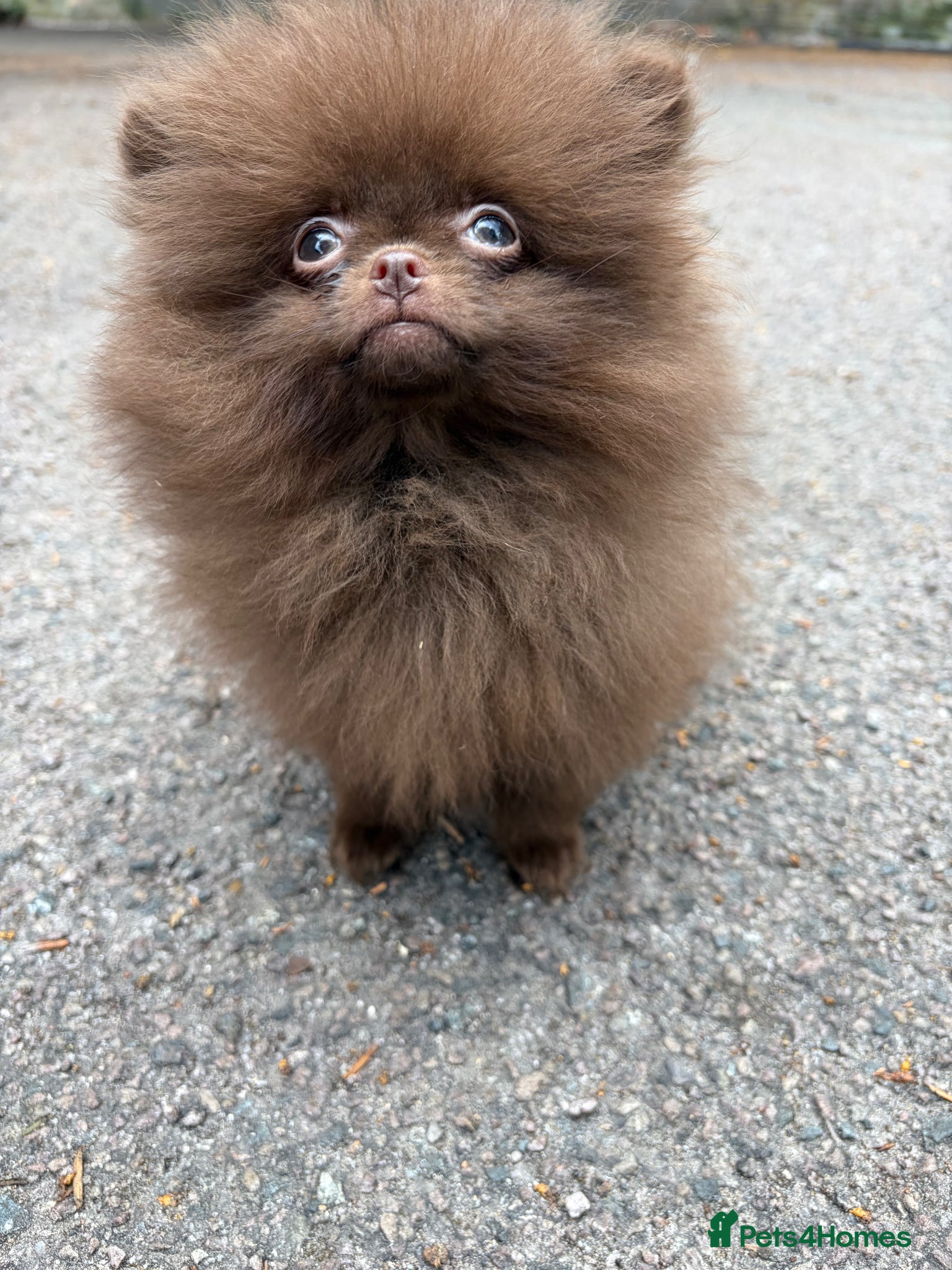 Pomeranian dogs for sale: Amazing Poms teddy bear boy 🥰🐻🥰🐻 - Advert 10