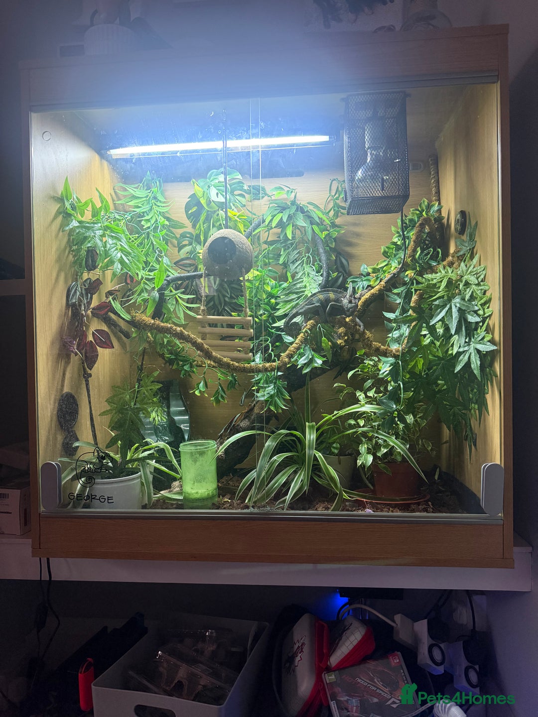 Chameleon reptiles for sale: Yemen chameleon plus vivarium and full set up  - Advert 3