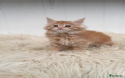 Maine Coon cats for sale: All the kittens sold! 2 red from another Queen ava - Advert 3