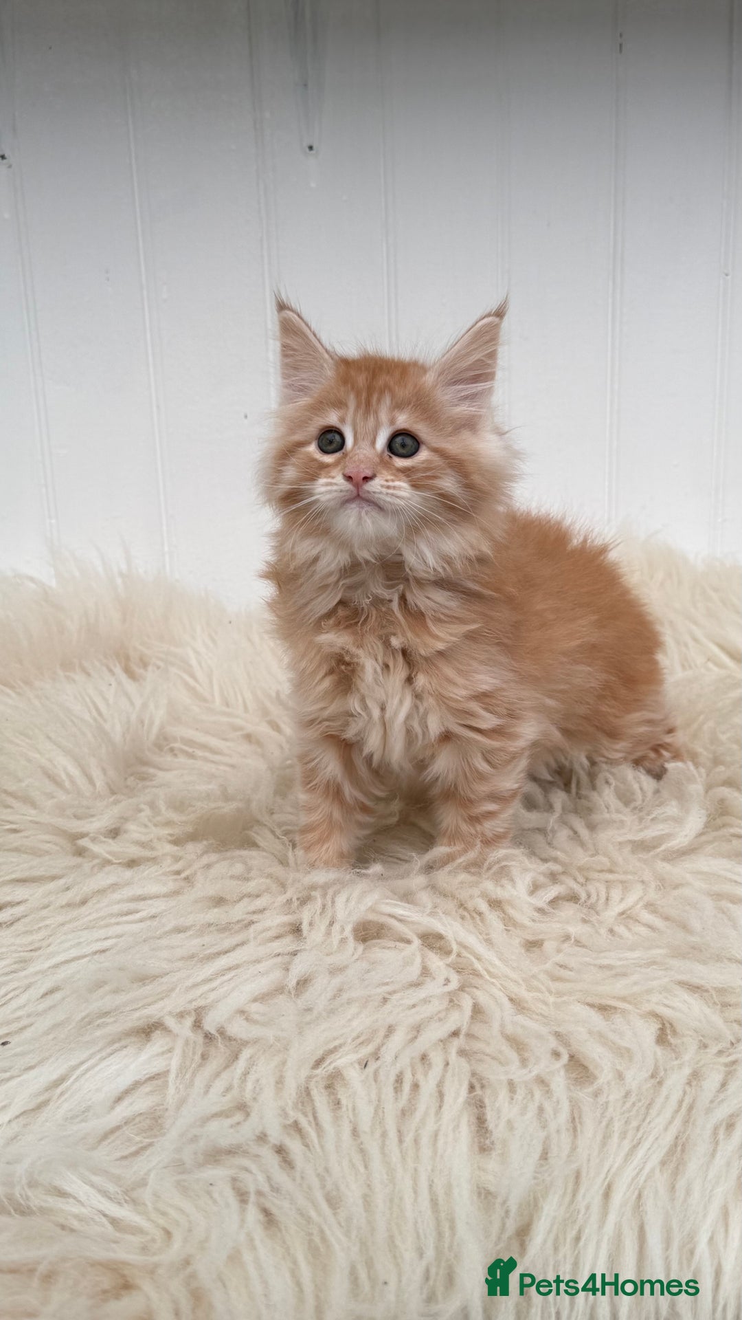 Maine Coon cats for sale: All the kittens sold! 2 red from another Queen ava - Advert 3