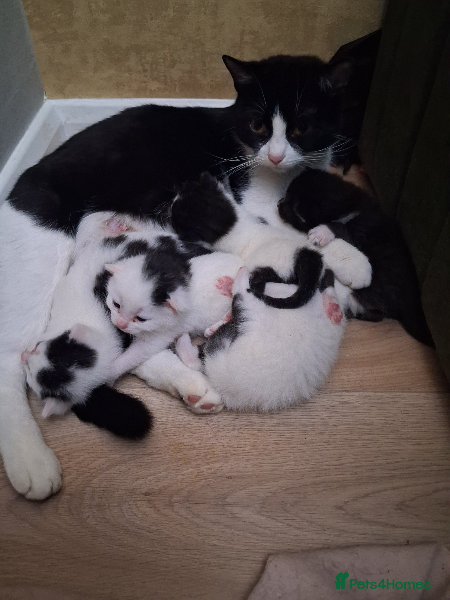 Mixed Breed cats Kittens - Advert 7