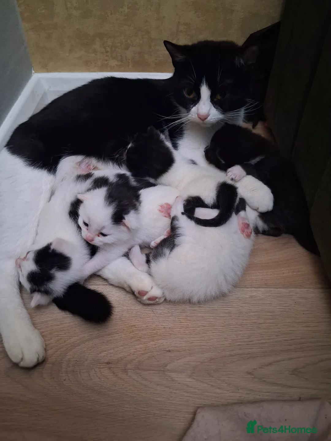 Mixed Breed cats for sale: Kittens - Advert 1