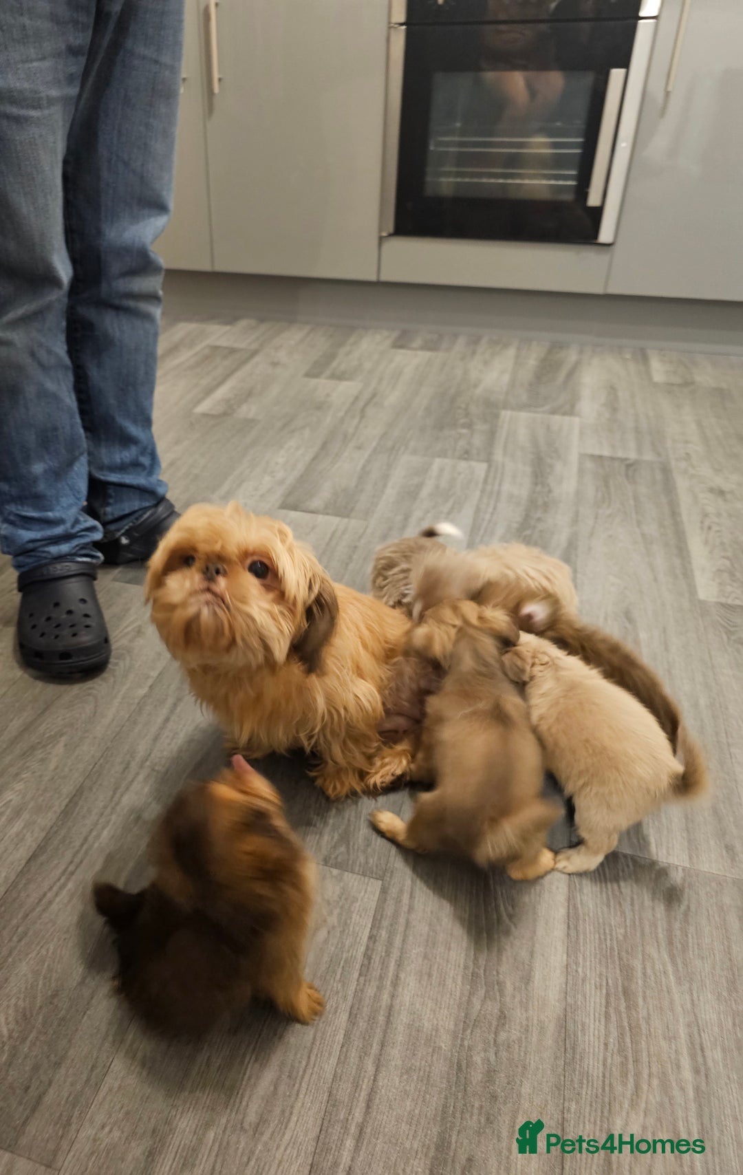 Shih Tzu dogs for sale: Beautiful shih tzu puppies  - Advert 15