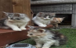 Mixed Breed cats for sale: Mix Mainecoon kittens - Image 10