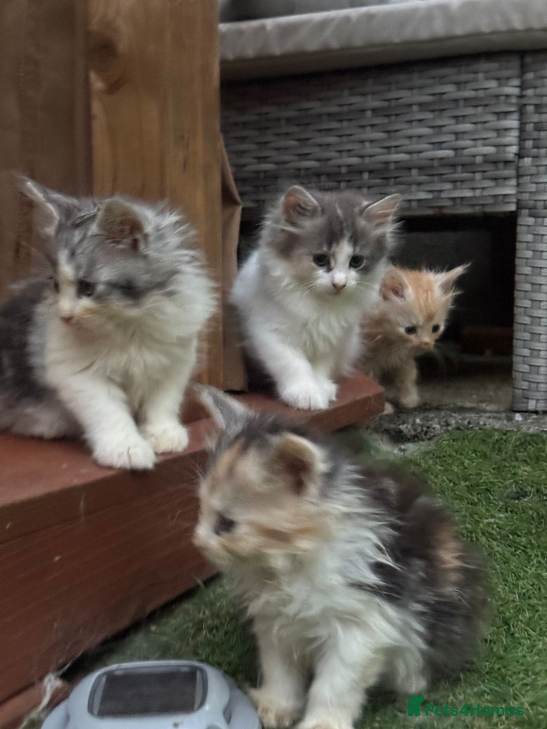 Mixed Breed cats for sale: Mix Mainecoon kittens - Image 10