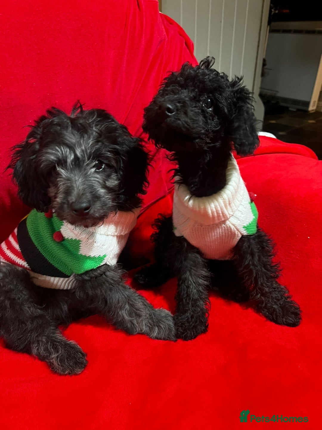 Labradoodle dogs for sale: Miniature poodle/Labradoodle mix puppy’s  - Advert 3