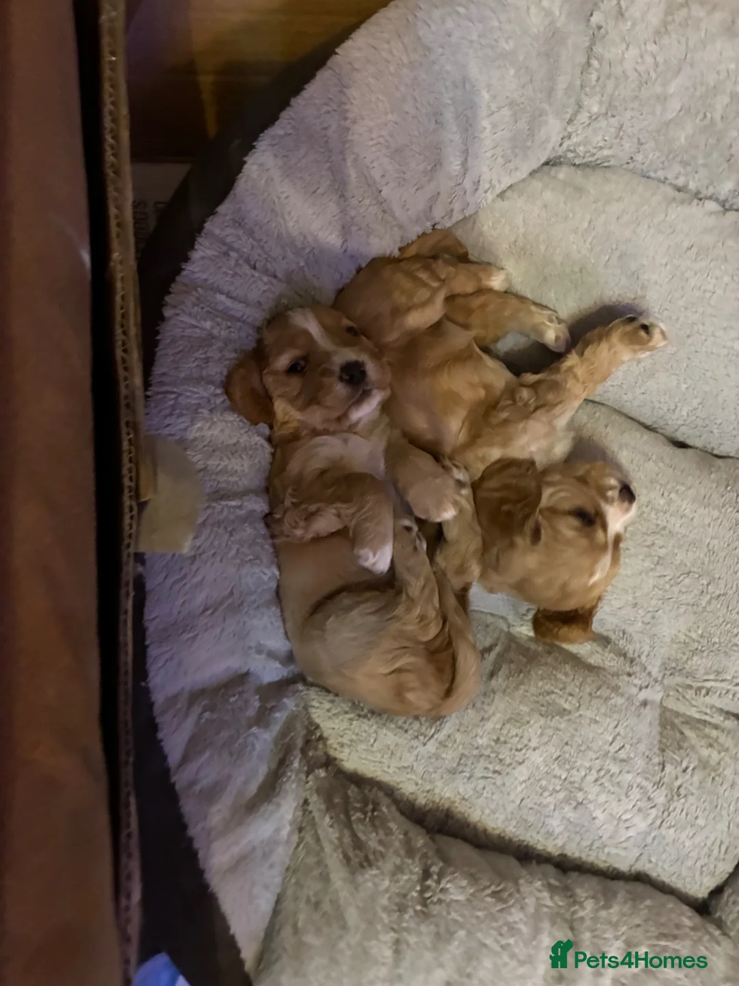 Mixed Breed dogs for sale: Cockapoo x cavalier King Charles spaniel.  in Dunfermline - Advert 5