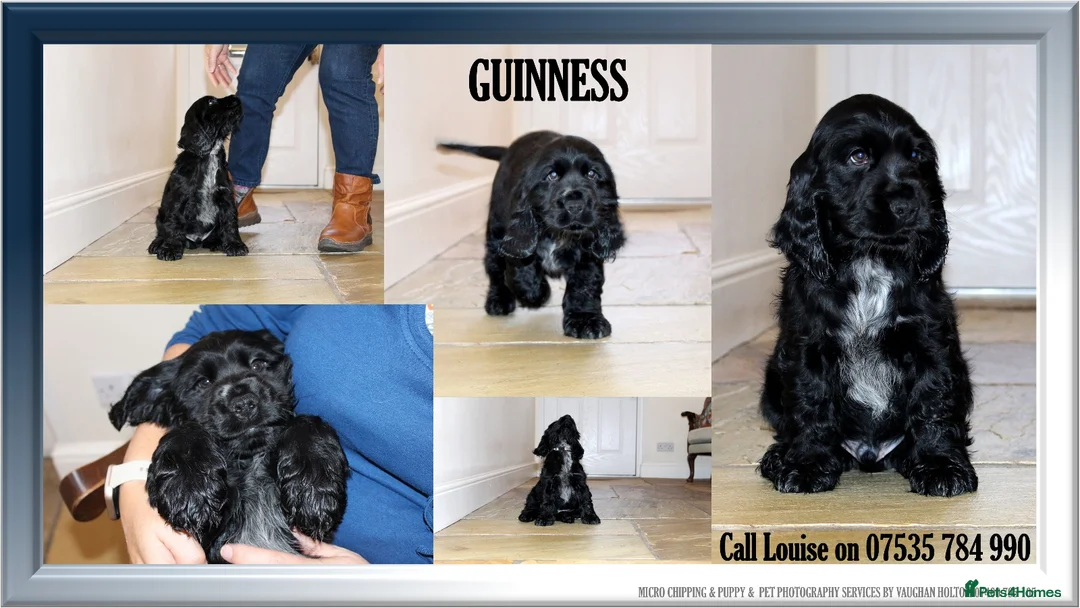 Cocker Spaniel dogs for sale: KC registered Cocker Spaniel.  - Advert 19