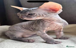 Sphynx cats for sale: Donskoy Sphynx Kittens - Image 9