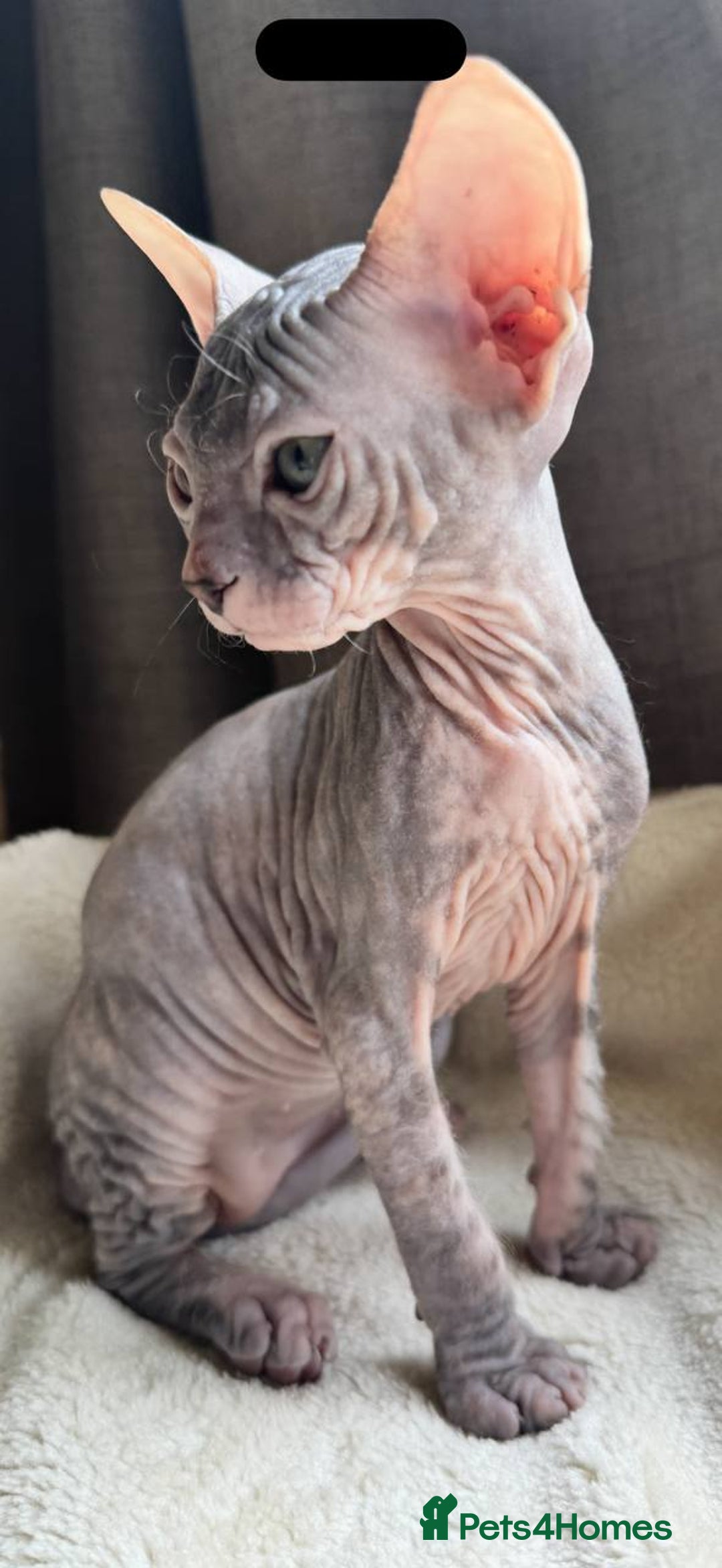 Sphynx cats for sale: Donskoy Sphynx Kittens - Image 9