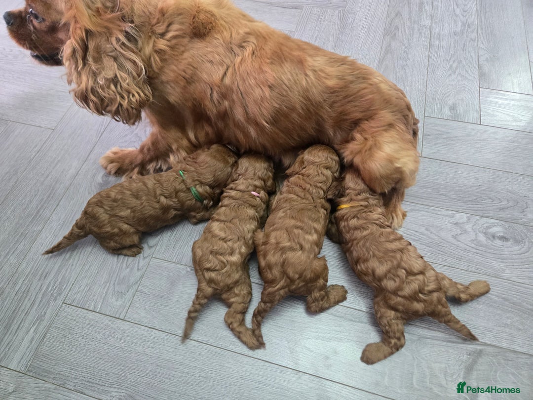Cavapoo dogs for sale: cavapoo puppies - Image 5