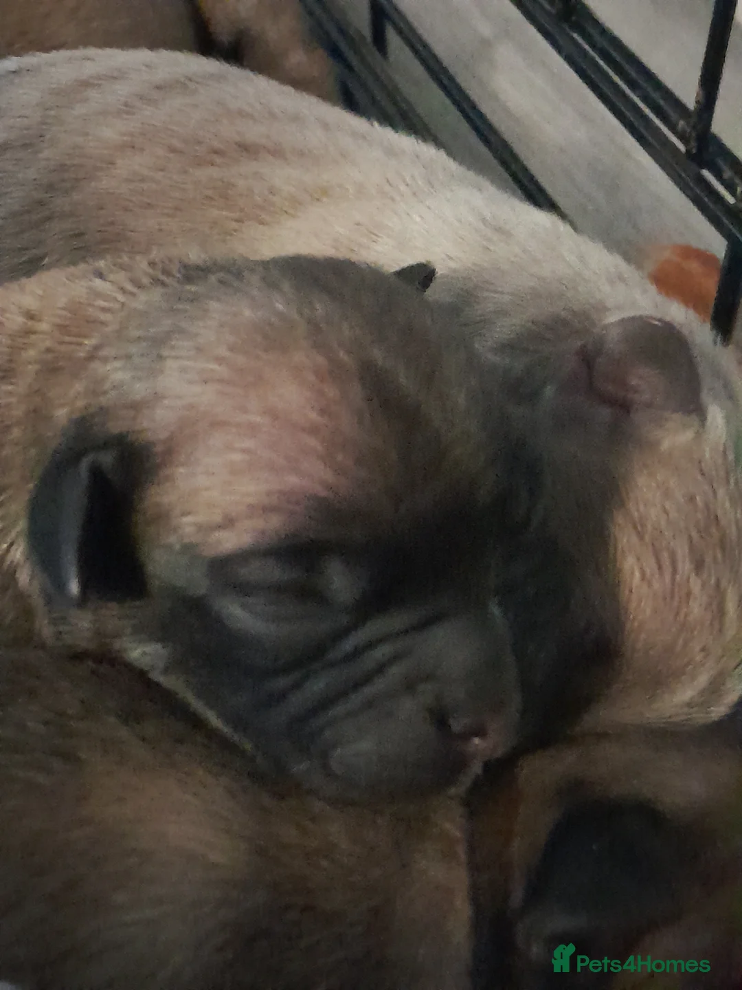 Mixed Breed dogs for sale: Mixed breed - Advert 5