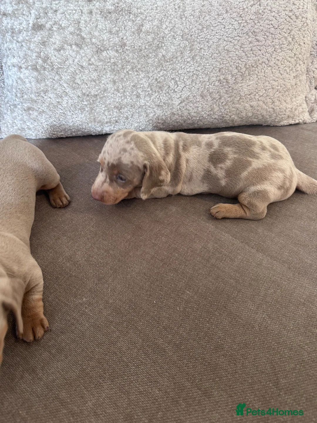 Miniature Dachshund dogs for sale: Little sister and brother 💙❤️  - Advert 2