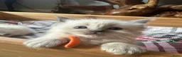 Ragdoll cats for sale: Pure blue point ragdoll kittens  - Advert 21
